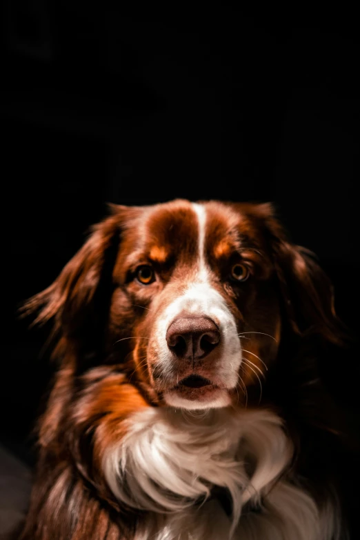 a brown white and black dog and some other objects