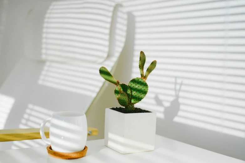 a white ceramic vase containing a cactus is shown