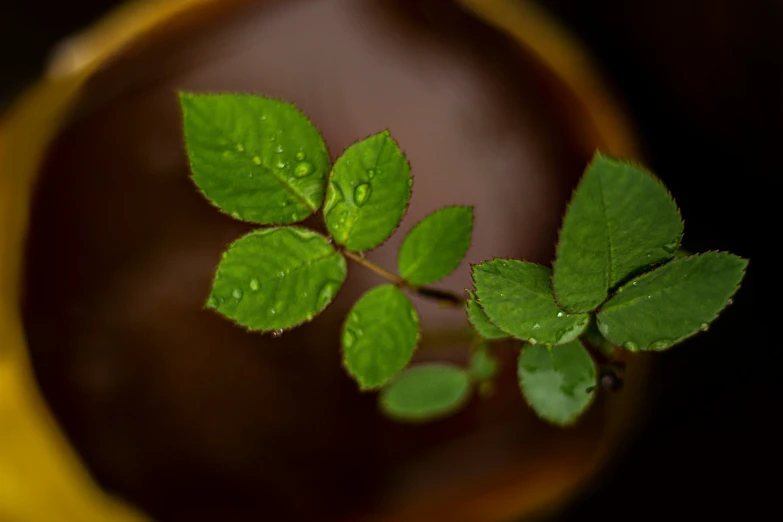 the top portion of a nch with green leaves