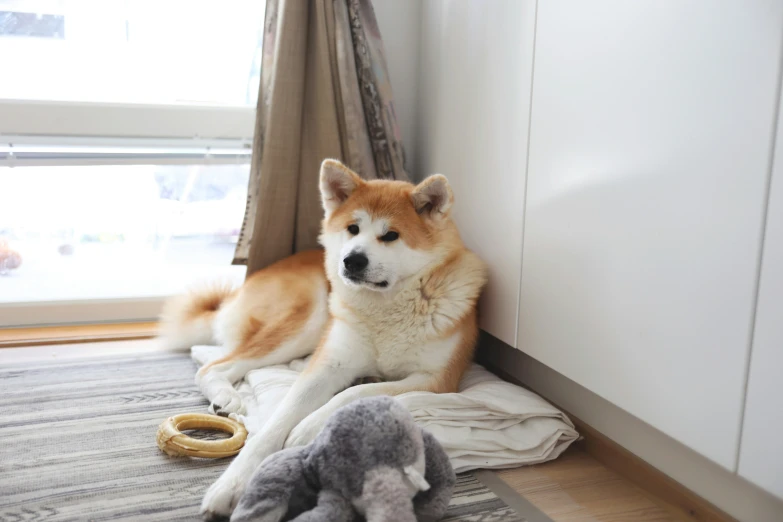 a close up of a dog laying on a carpet with a stuffed animal