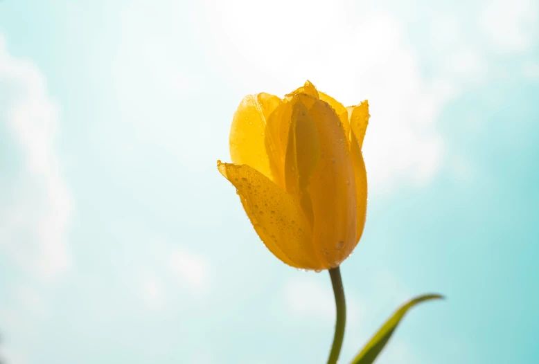 a bright yellow flower is in front of the sun