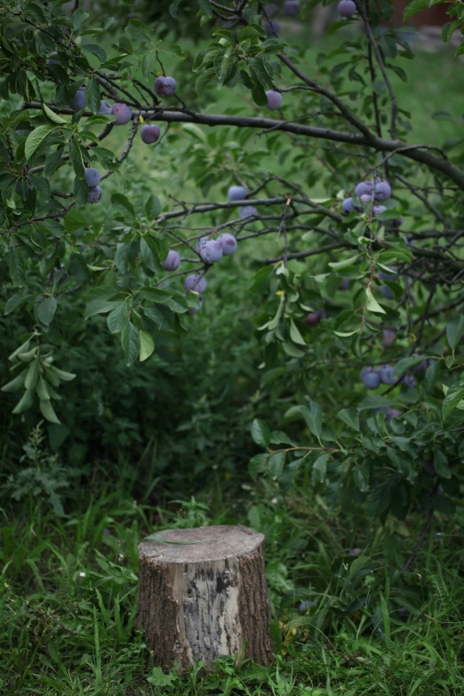 the tree stump is half cut and half - eaten