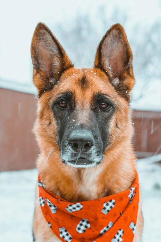 the dog has a bandana around his neck