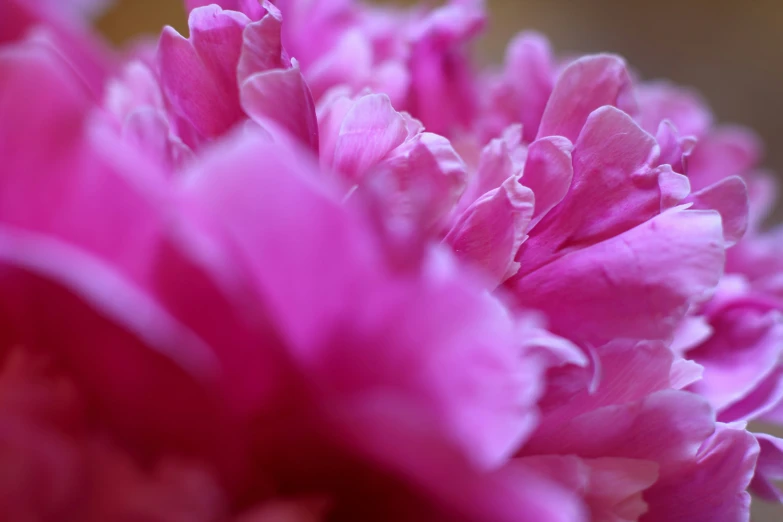 a closeup view of a flower that looks like petals