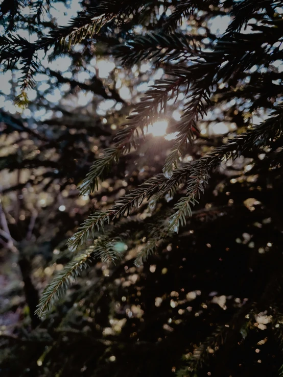 the sun peeks through the nches of an evergreen tree