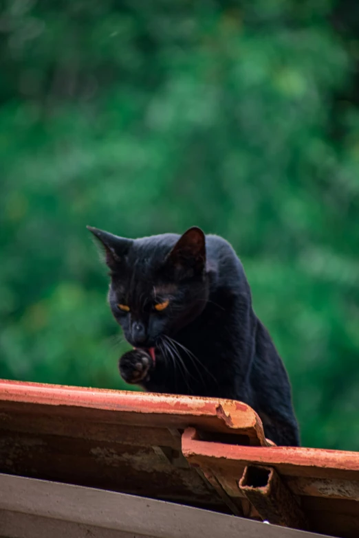 a black cat eating some food off of a roof