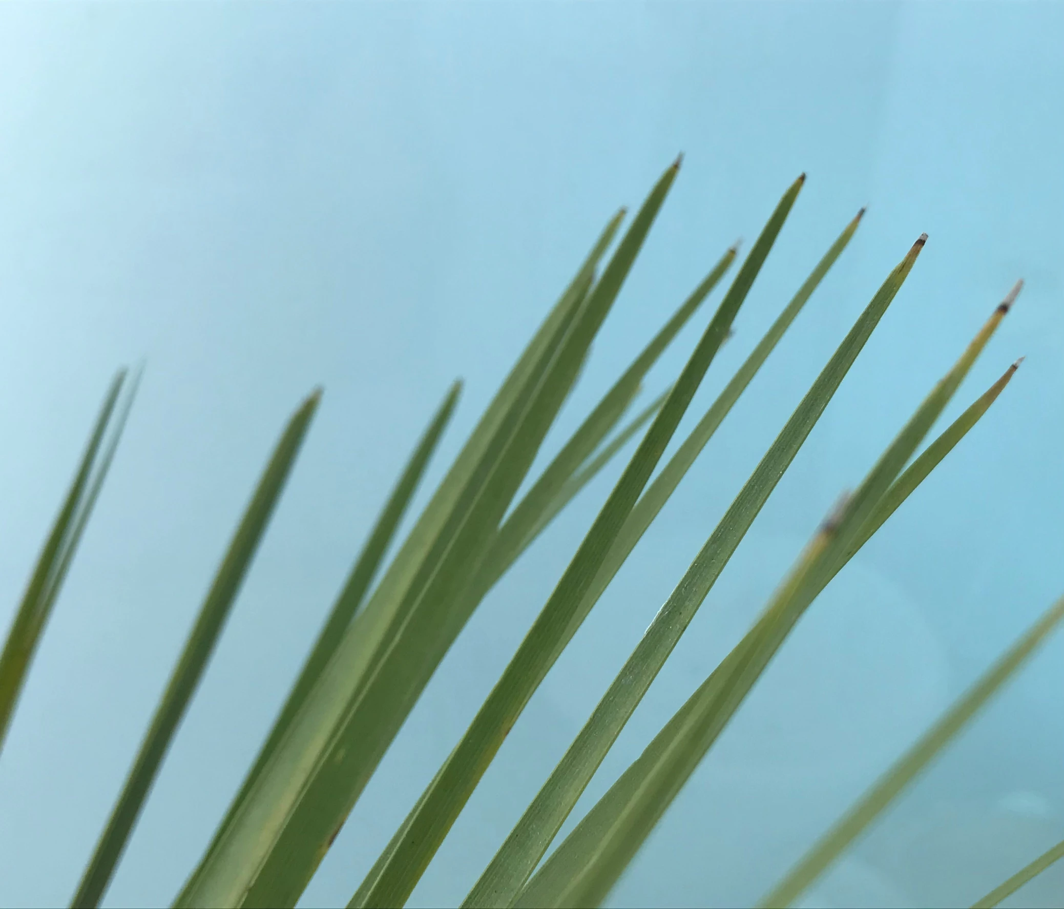 closeup of palm tree leaves against blue sky