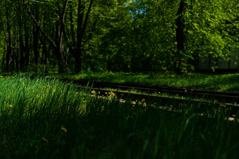trees and railroad tracks are in the forest