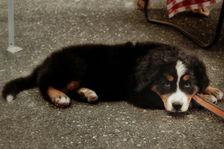 a dog lays on the ground chewing soing