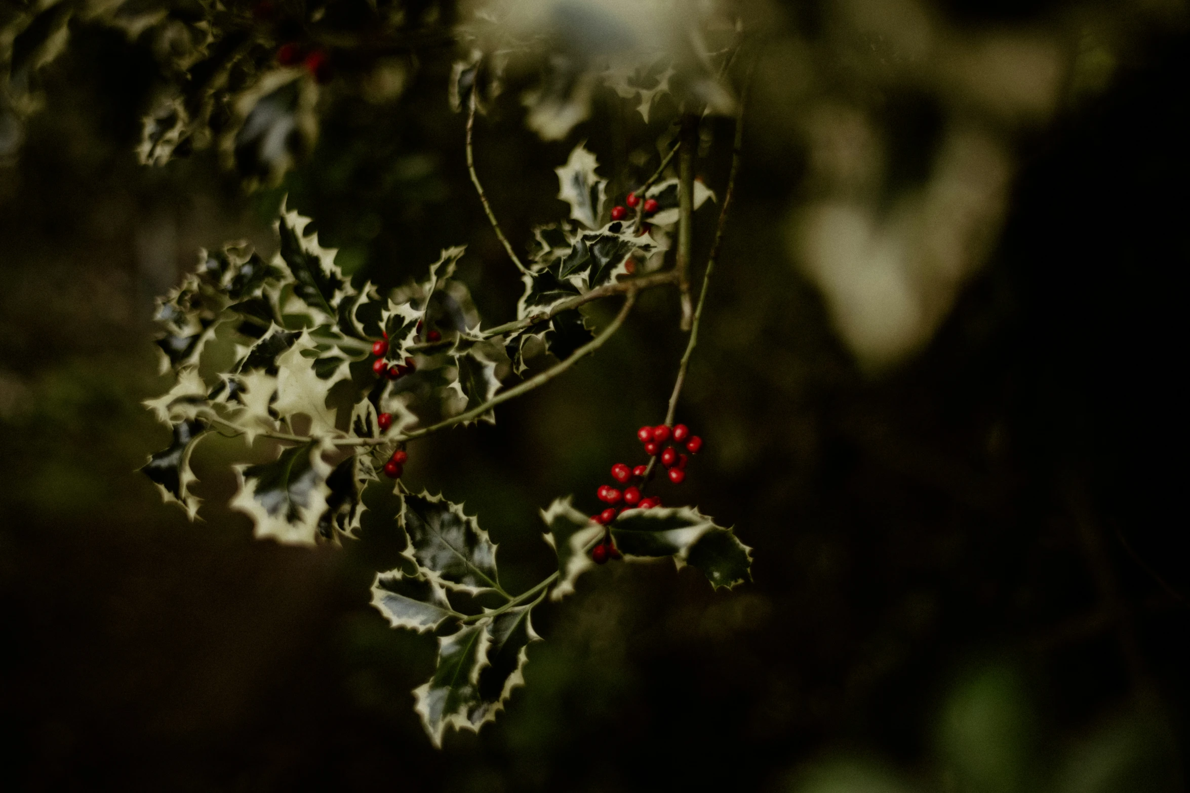 the berry clusters on the tree are very red