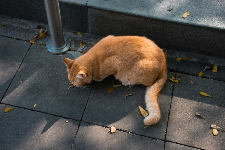 a brown teddy bear laying on top of a sidewalk
