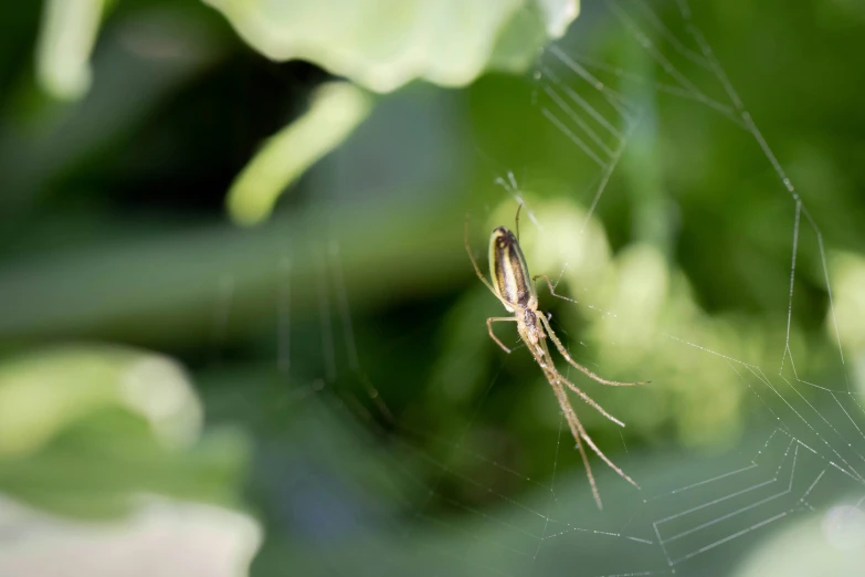 a spider is sitting on its web in the grass