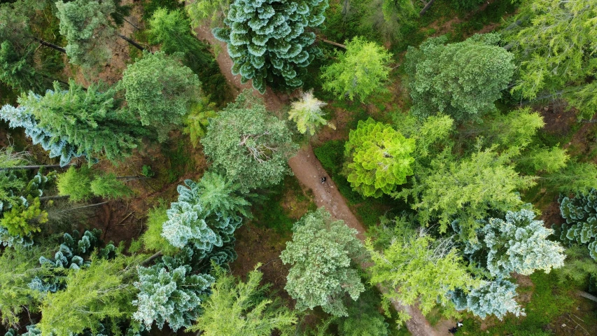 a lush green forest filled with lots of trees