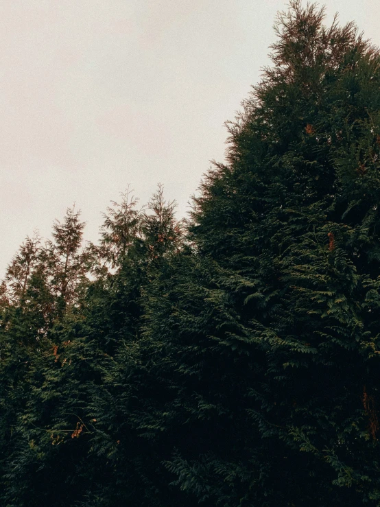 a large tree sits in the middle of the forest