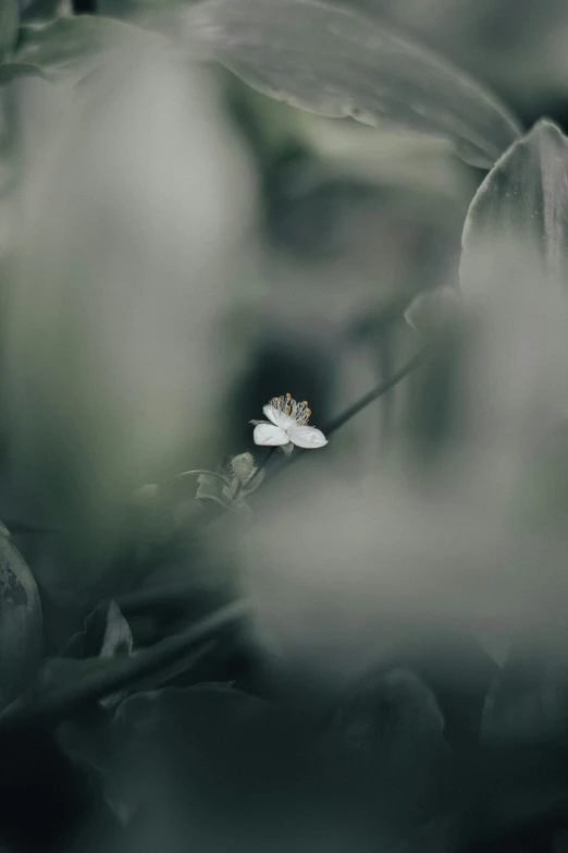 a single flower blooming through some trees