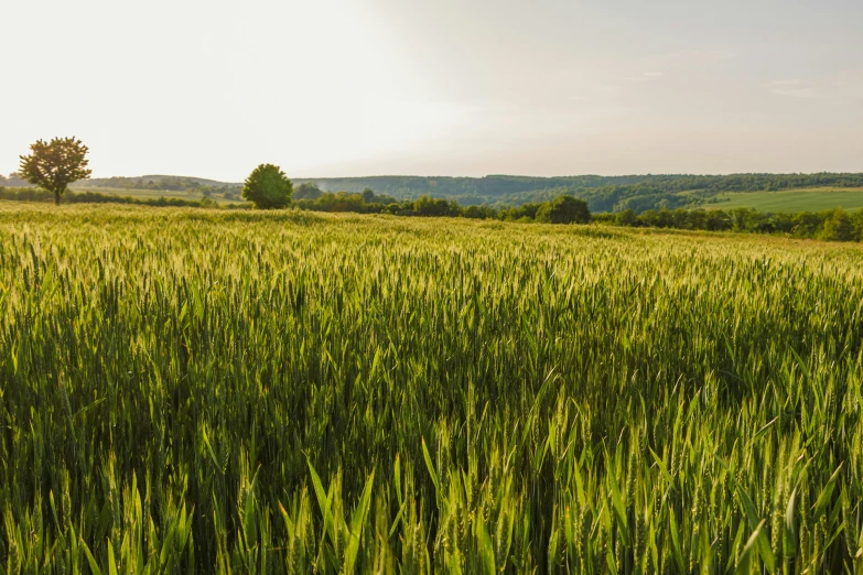 a field full of grass that has no one in it