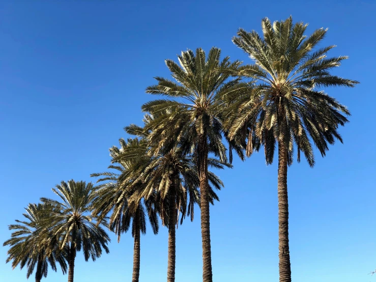 a row of palm trees near the water