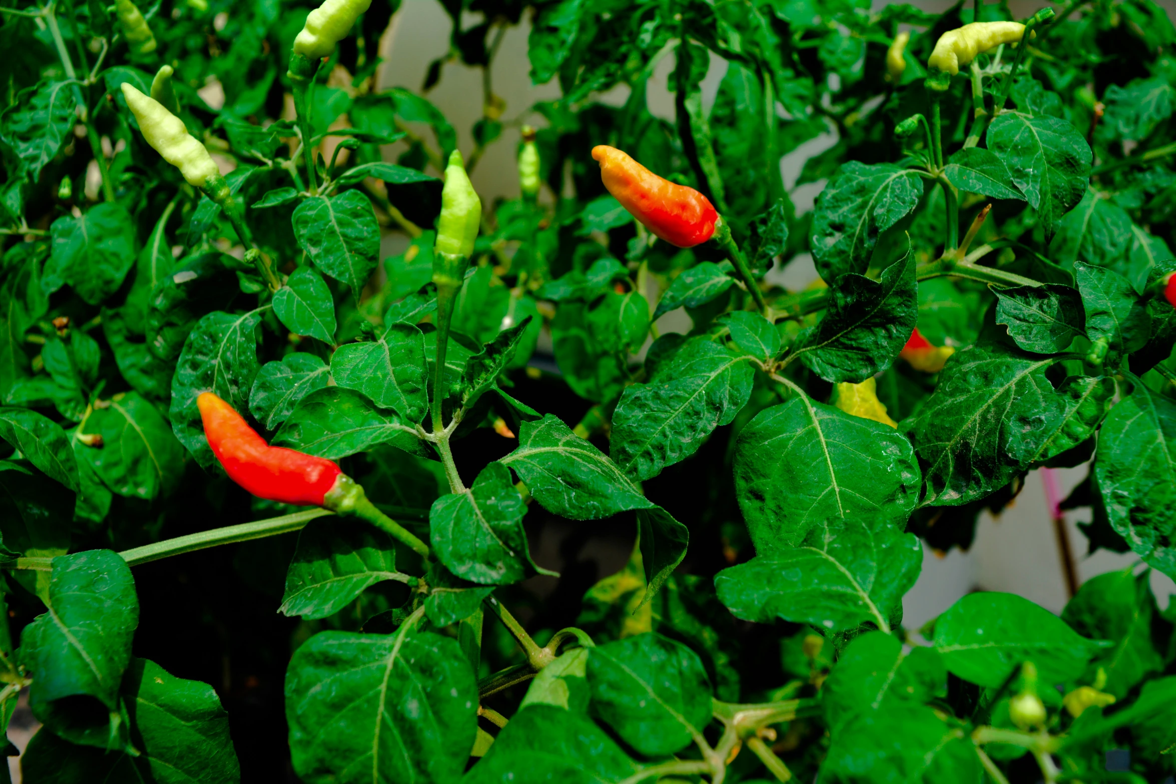 red and yellow peppers and green leaves in a patch of plant