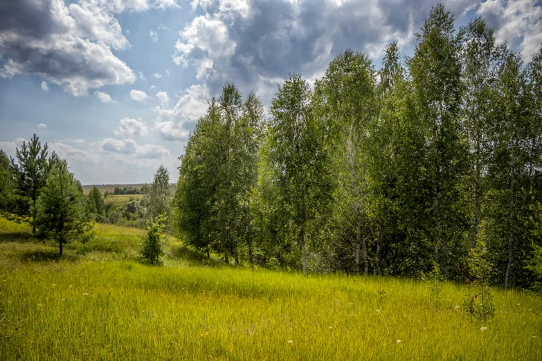 there is grass and trees in the field