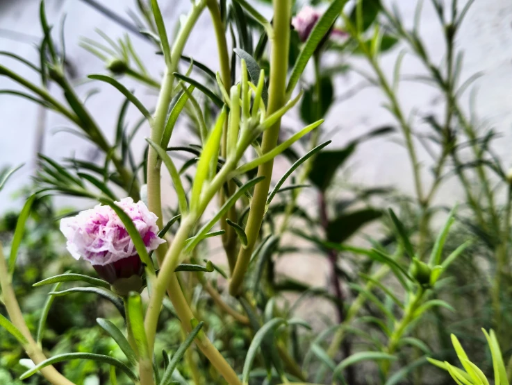 small white and pink flower and a building