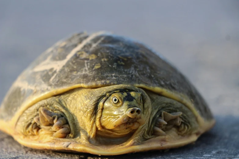 the turtle is looking straight ahead with its eyes open