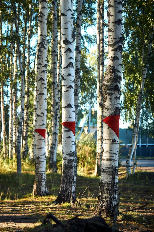 a line of red arrow markers are sticking out from the trunks of some trees