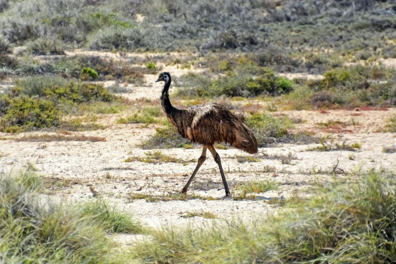 an ostrich walking in the desert, its head slightly cocked