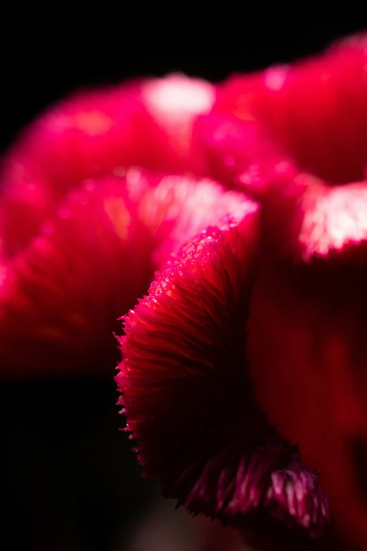 some red and white flowers with black background