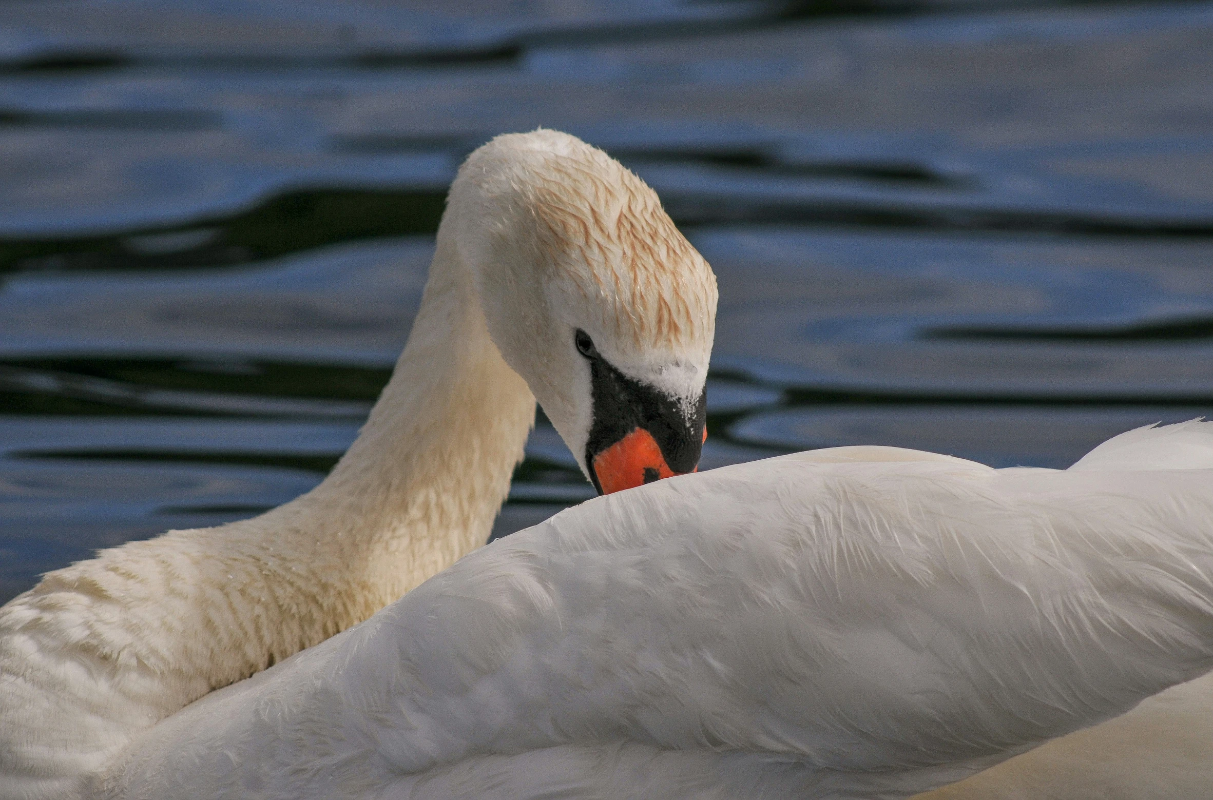 the swan is swimming across the water with its head down