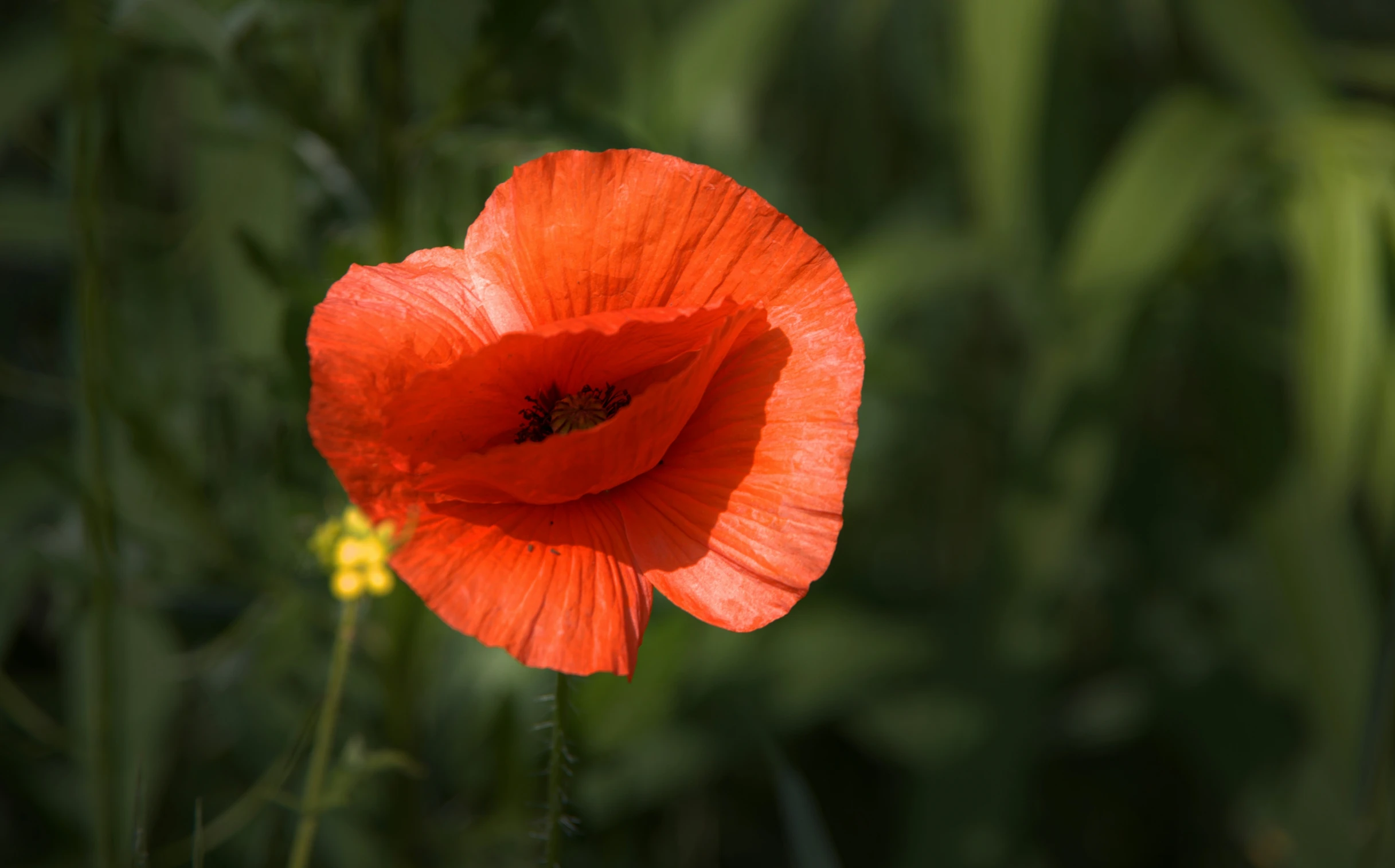 a bright orange flower grows on the grass