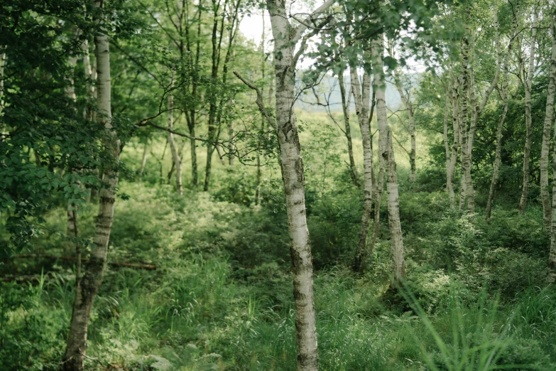 some white trees in some very green plants