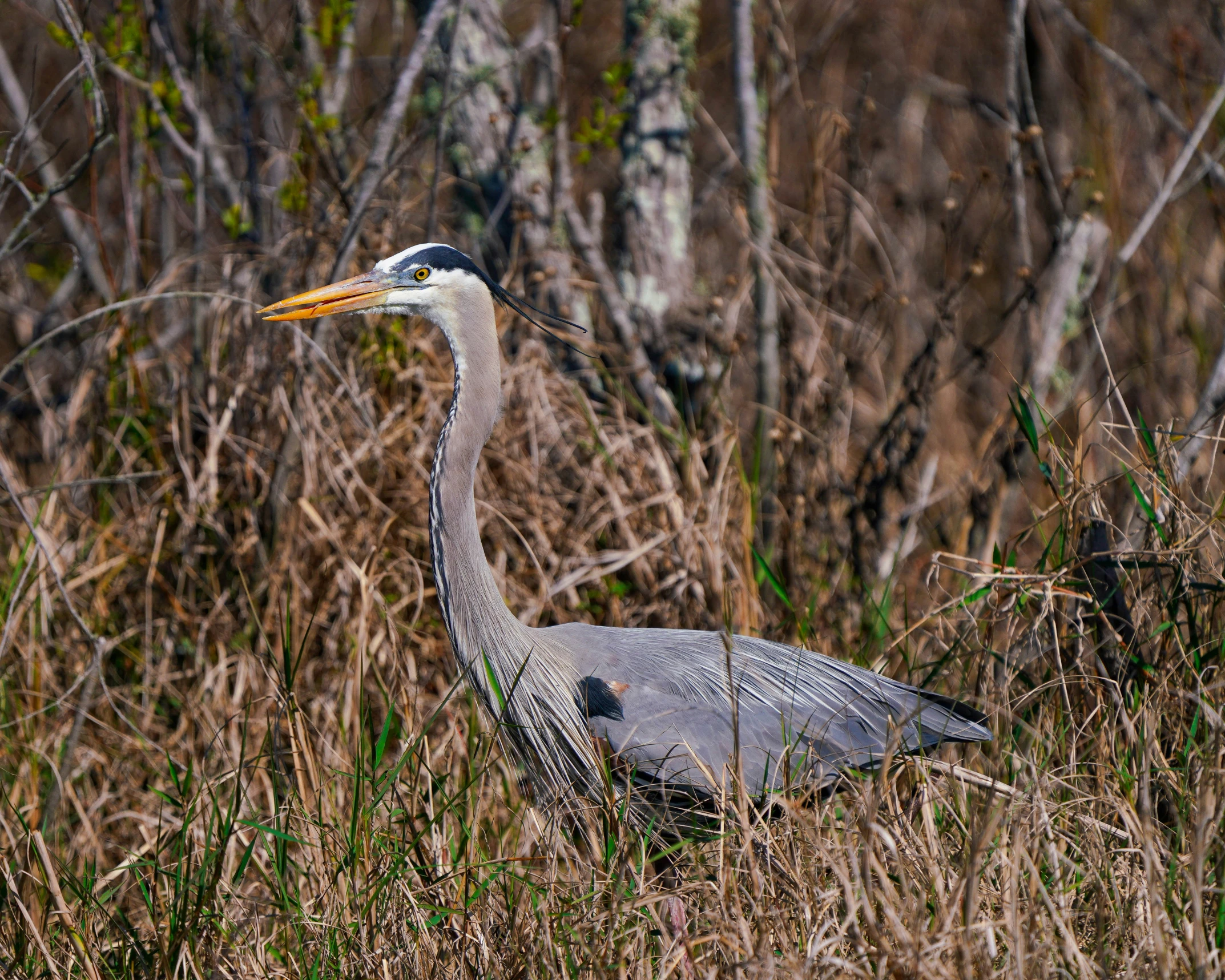 a bird standing in the grass by some trees