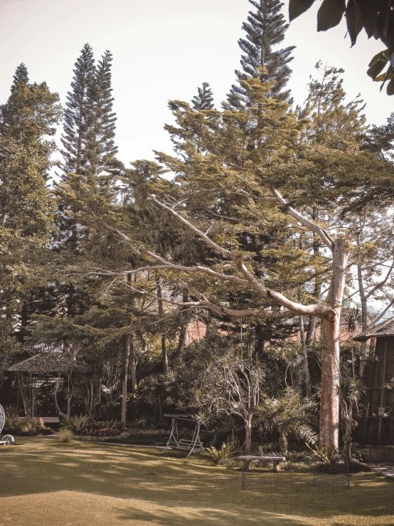 an outdoor area with trees and grass on the ground