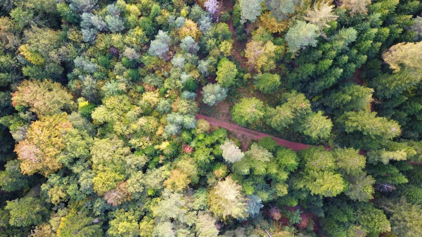 aerial view of road between various types of trees