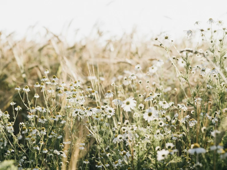 a field of flowers growing near the grass