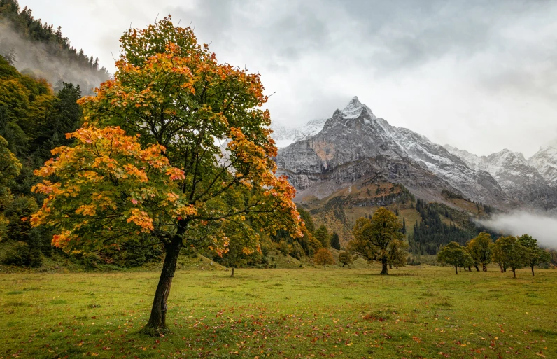 the mountain is covered in mist as trees stand near it