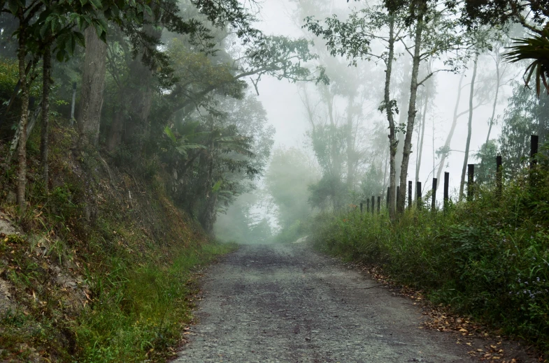 a road on a foggy day in the forest