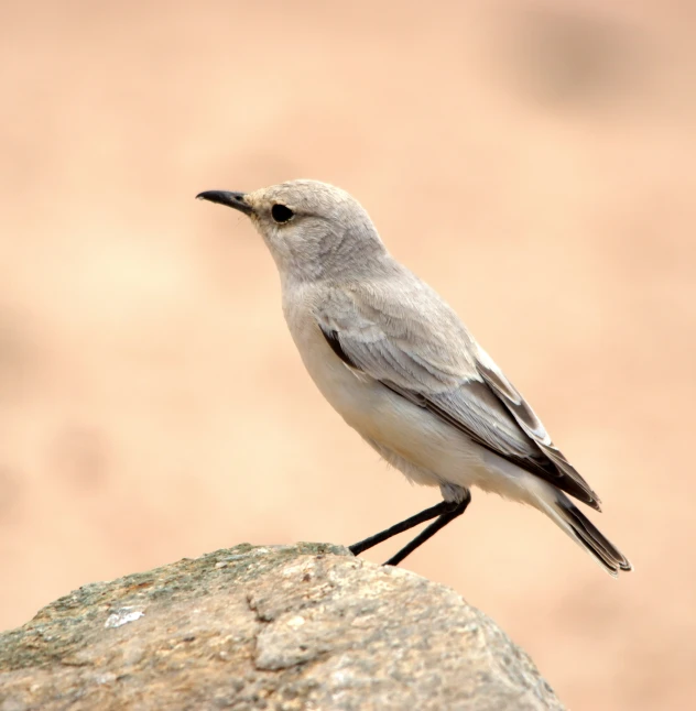 there is a small white bird perched on the rock