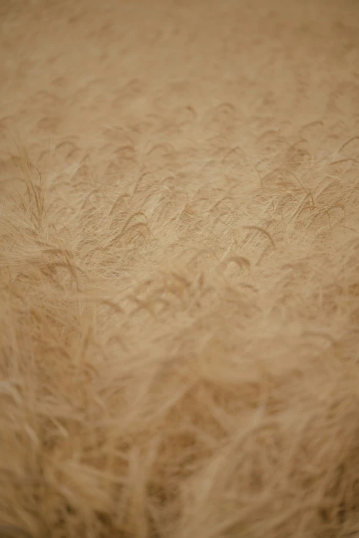 the surface of a fur covered bed and pillow