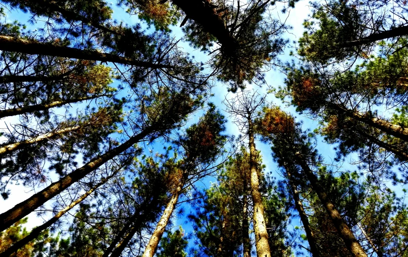 a view up at the tops of several trees in the forest