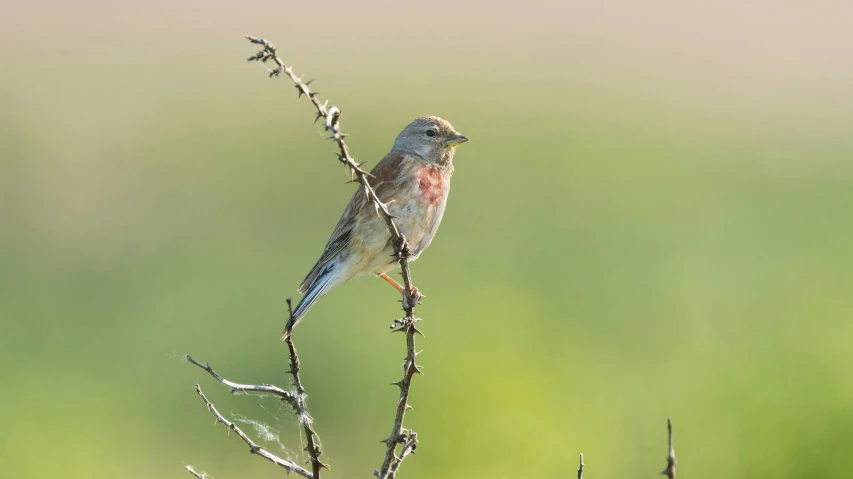 a bird is perched on a nch in the grass