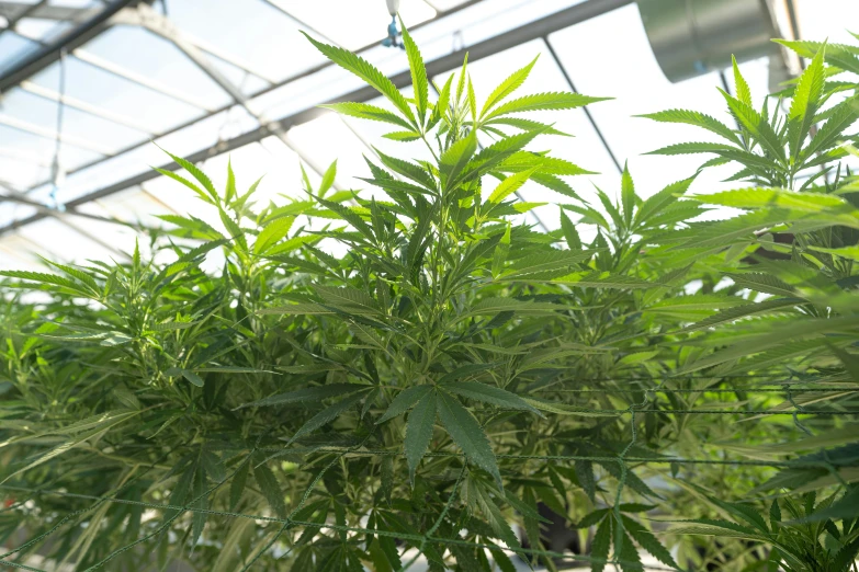 the inside of a greenhouse with lots of green plants