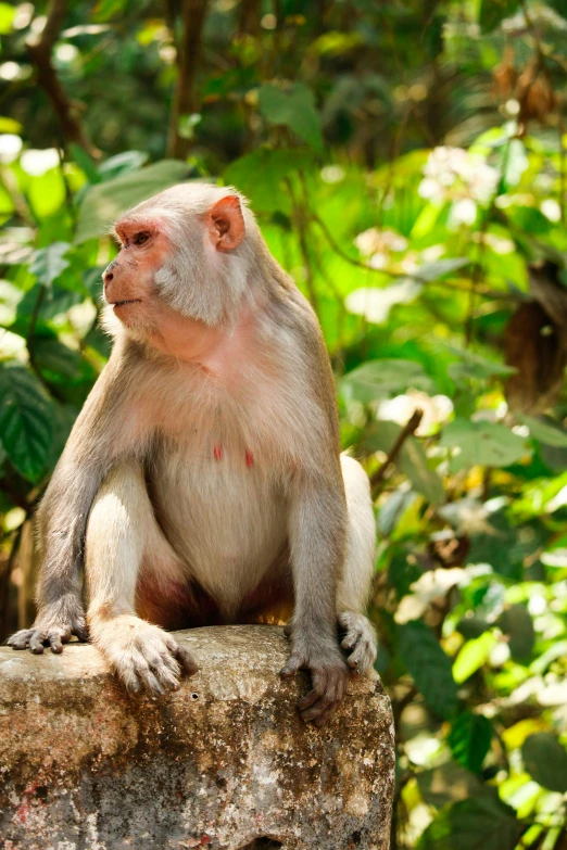 a large, muscular monkey sits on top of a rock