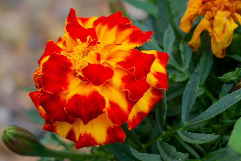 yellow and red flowers bloom on some thin stems