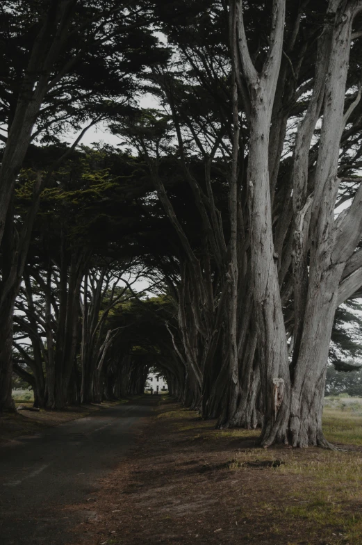 this is a beautiful picture of the trees along the road