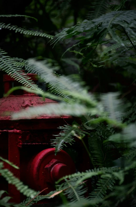 an old fire hydrant nestled in trees near the leaves