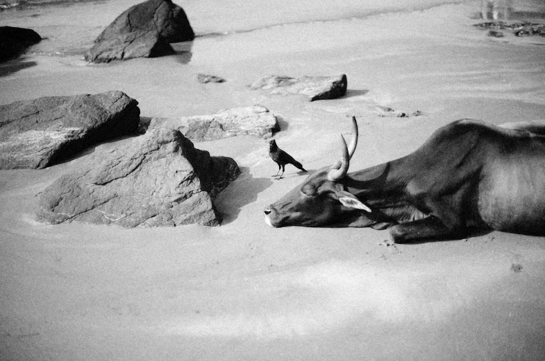 a bull laying in the sand next to rocks