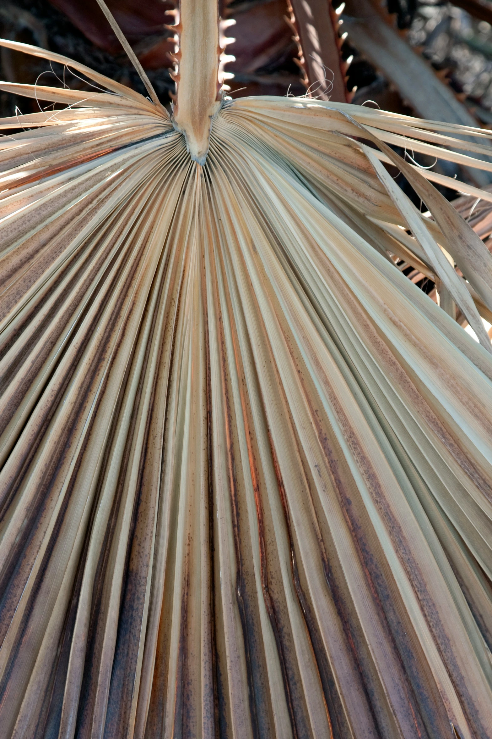 close up image of a palm tree in the shade