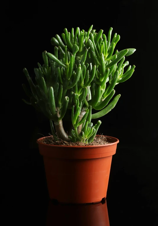 a green plant with some leaves in a brown pot