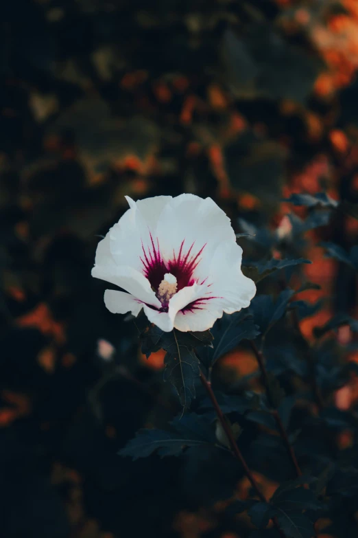 white flower with dark background and leaves